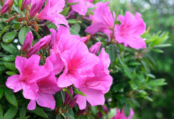 Fototapeta premium ピンクが濃ゆいツツジの花