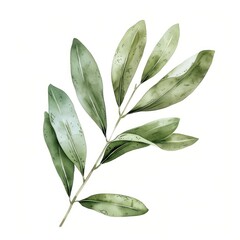 Olive leaf annonaceae blossom herbal.