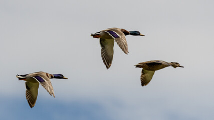Trio of mallard ducks in flight. Two drakes and a pen.