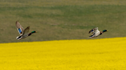 A pair of mallard ducks flying over canola flowers. Rapeseed.