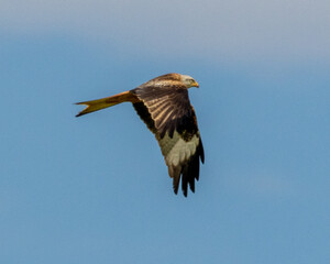 Red kite in flight. Wings lowered with underneath detail.