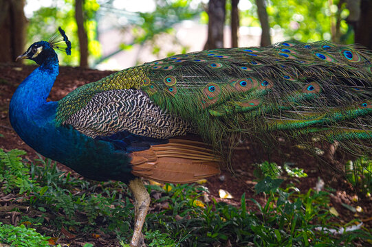The Indian peafowl (Pavo cristatus), also known as the common peafowl, or blue peafowl, is a peafowl species native to the Indian subcontinent.