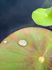 water drops on a green leaf