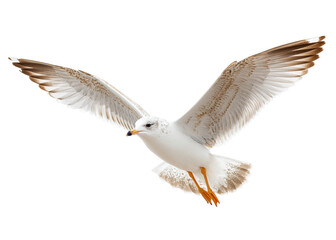 Fototapeta premium Seagull in flight against a transparent background. Bird with outstretched wings. Concept of freedom, wildlife, and nature.