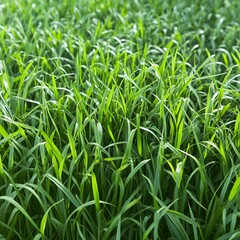 Obraz premium Vibrant Green Grass Blades Close Up Lush Meadow Texture
