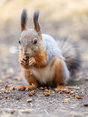 Squirrel in autumn hides nuts on the green grass with fallen yellow leaves