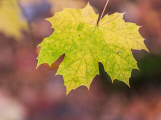 Maple branches with yellow leaves in autumn, in the light of sunset.