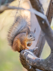 Squirrel sits on a branch in Autumn park