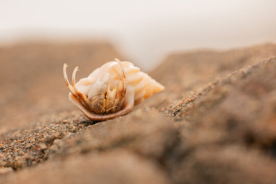 Small hermit crab hiding in shell at the beach