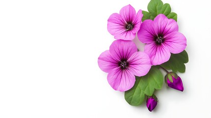 Obraz premium Pink flowers arrangement on white background. Possible use Greeting card design, wallpaper, floral display