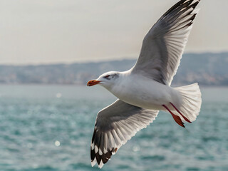 Fototapeta premium closed up seagull in flight
