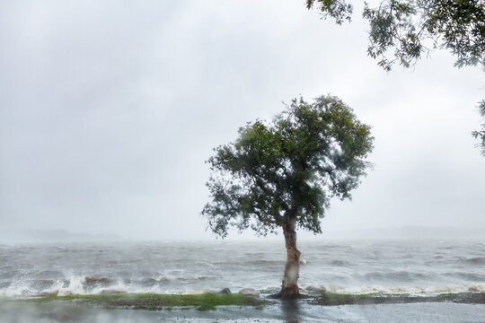 Native paperbark tree on shore of bay with wind whipping up waves during rain storm