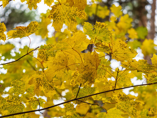 Maple branches with yellow leaves in autumn, in the light of sunset.