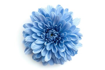Obraz premium Blue Chrysanthemum flower chrysanths dahlia.