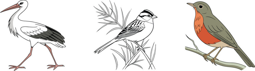 Graceful White Stork, Rufous-Bellied Thrush & White-Crowned Sparrow – Elegant Birds in Nature