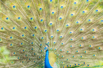 Indian Male Peacock