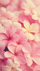 Fototapeta premium Soft Pink Plumeria Flower Petals Closeup Floral Background