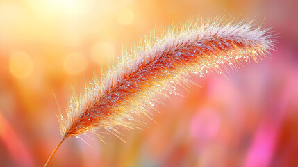 Obraz premium Dewy grass aglow