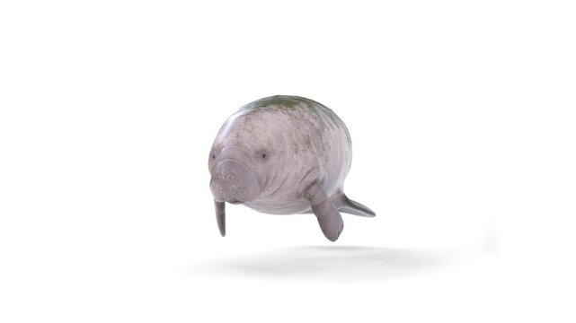 manatee animal on white background