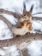 The squirrel with nut sits on tree in the winter or late autumn