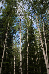 Aspen trees in Alaska