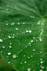Close-up of a Green Leaf with Raindrops in Putumayo, Colombia: A Tropical Paradise