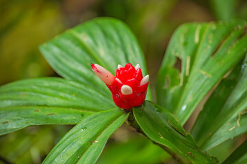 Vibrant Red Flower in Lush Greenery of Putumayo, Colombia - A Natural Gem in the Amazon Rainforest