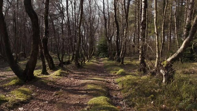 Drone shot of a dirt path passing through the tall trees of Farley Moor forest in Farley, England
