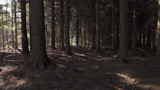 Drone shot of the tall trees of Farley Moor national forest on a sunny day in Farley town, England