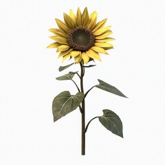 Obraz premium Sunflower plant illustration photography.