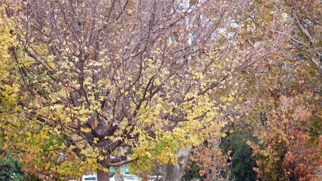 Colorful autumn trees in a peaceful park setting