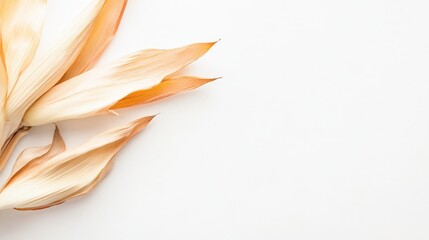 Vibrant Corn Husk Isolated on White Background