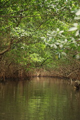 mangroves