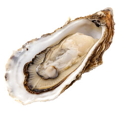Oysters seafood isolated on transparent background