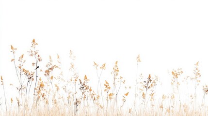 Golden Corn Ready for Harvest on White Background