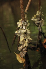 oysters in the lagoon