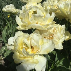 white and yellow roses