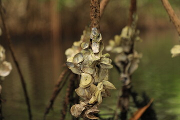 oysters in the lagoon