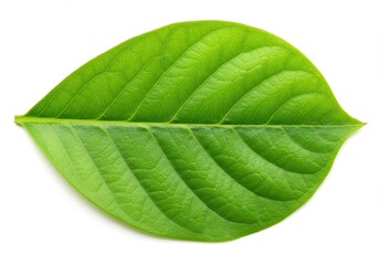 Obraz premium A single green leaf with prominent veins isolated on a white background in a studio shot close up