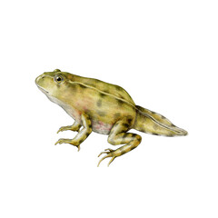 Frog tadpole with four legs and small tail realistic hand drawn illustration on white background. Frog life cycle element. Small pollywog late stage development close up painted illustration