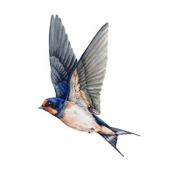 Flying swallow bird side view watercolor painted illustration on white background. Cute single barn swallow with spread wings isolated element. Martin bird flight vintage style illustration