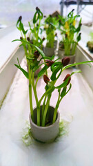 planting using pipes above water