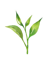 Tea leaves watercolor as design element. Green tea branch in hand drawn watercolor style. Tea background for paper, textile and wrapping