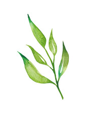 Tea leaves watercolor as design element. Green tea branch in hand drawn watercolor style. Tea background for paper, textile and wrapping