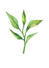 Tea leaves watercolor as design element. Green tea branch in hand drawn watercolor style. Tea background for paper, textile and wrapping