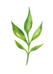 Tea leaves watercolor as design element. Green tea branch in hand drawn watercolor style. Tea background for paper, textile and wrapping