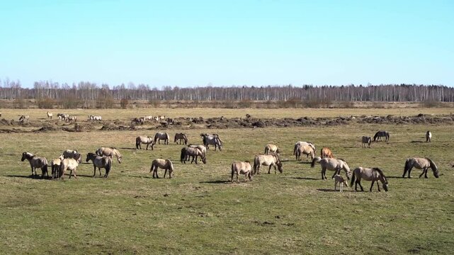 Rebred Tarpan Horses Running Wild in the Naliboki Forest