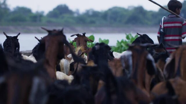 Back shot of a South Asian family of shepherds herding a herd of goats on a rural road by the river