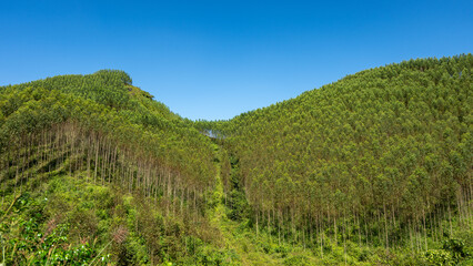 Fototapeta premium Set amidst majestic, undulating hills, Ba Quang Hill is of unique, wild and poetic beauty. Located about 70km east of Cao Bang city center, Ba Quang grass hill (also known as Vinh Quy grass hill) .