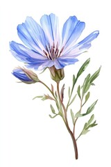 Obraz premium A Chicory flower wildflower art illustration watercolor.
